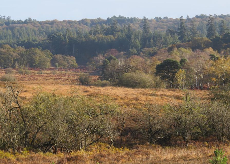 New Forest Explorer Walk (Hampton Ridge) - Unique Flora and Fauna