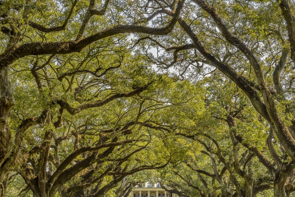 New Orleans: Oak Alley Plantation & Swamp Cruise Day Trip - Pickup and Drop-off Locations