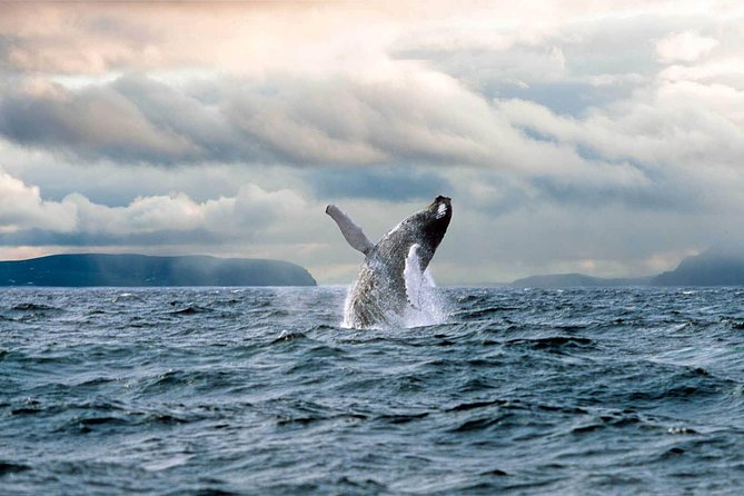 Newfoundland Puffin and Whale Watch Cruise - Included and Excluded