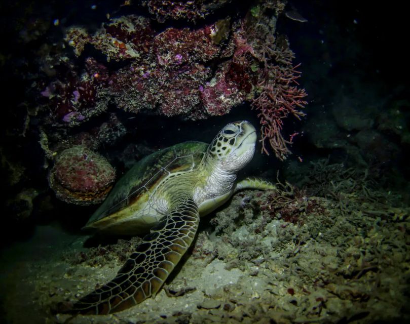 Night Time Snorkel At Turtle Town With Lights And Stars - Included Equipment