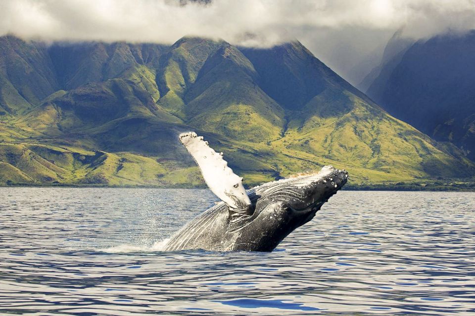 Oahu: Eco-Friendly West Coast Whale Watching Cruise - Cruise Details