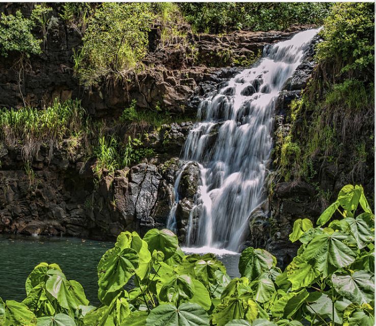 Oahu Hidden Gems & Waimea Botanical Garden/Waterfall Tour - Waimea Valley and Flora