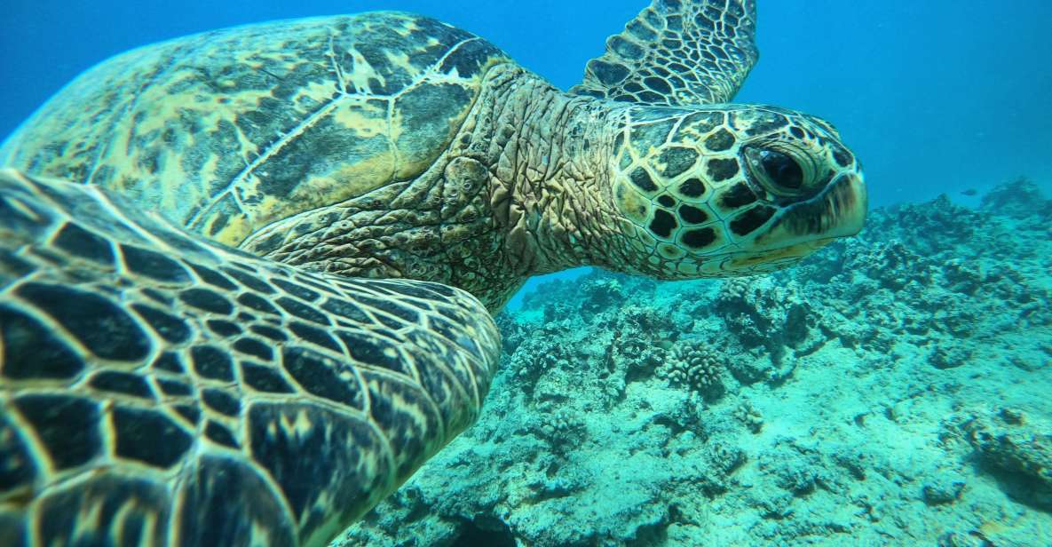 Oahu: Honolulu Turtle Canyon Snorkeling Tour - Snorkeling Activities