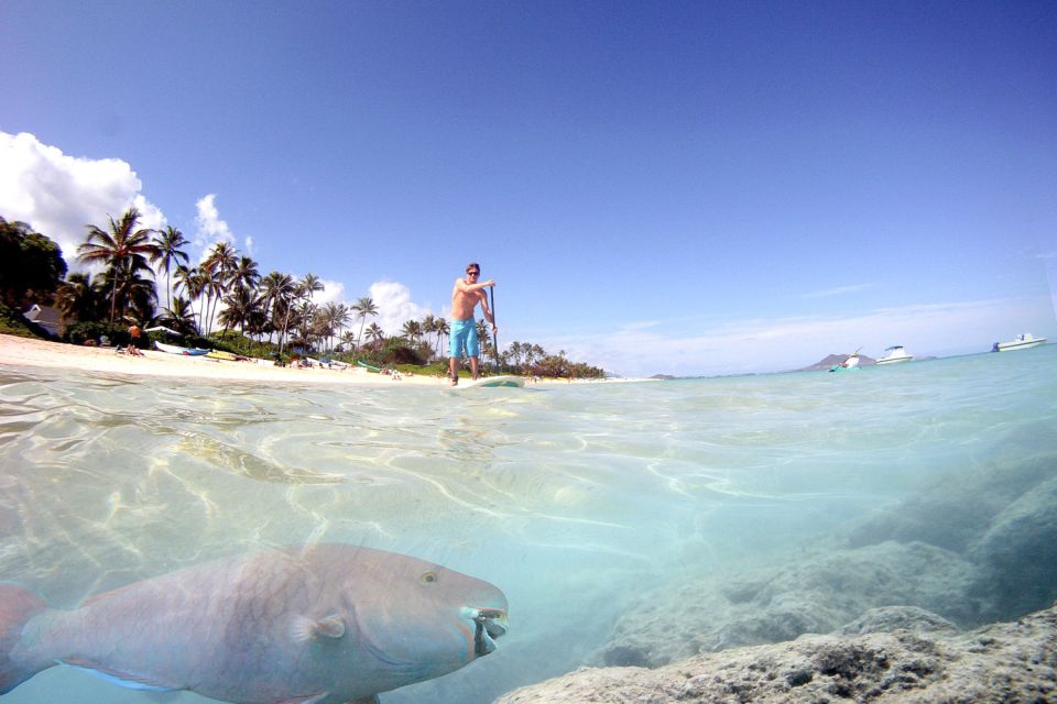 Oahu: Kailua Stand Up Paddle Board Lesson - Paddling Instructions and Beach Launch