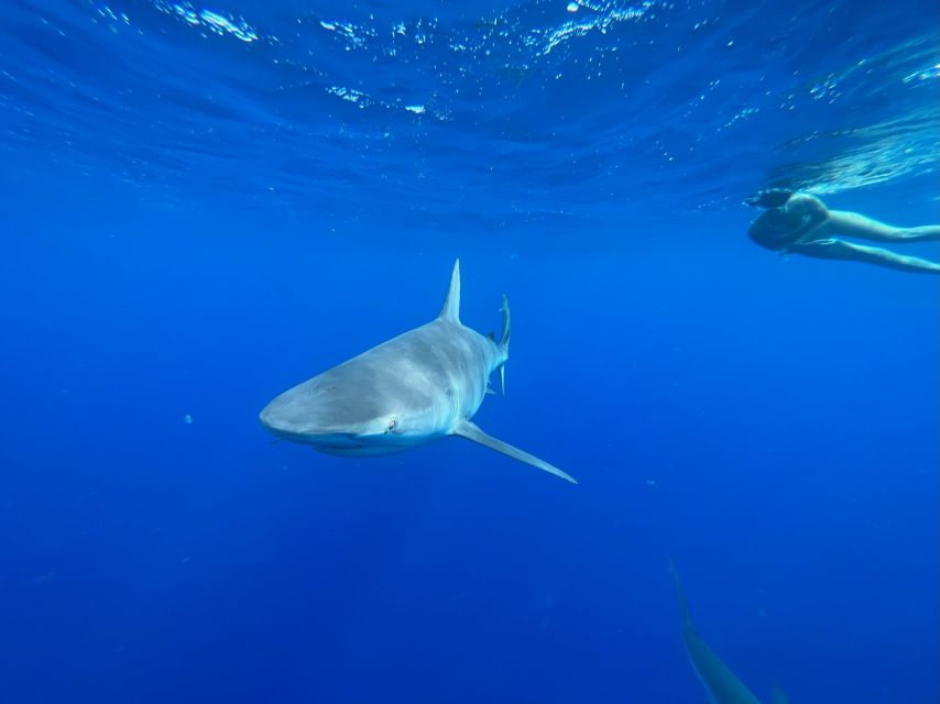 Oahu: North Shore Cageless Shark Snorkeling Tour - Included and Excluded