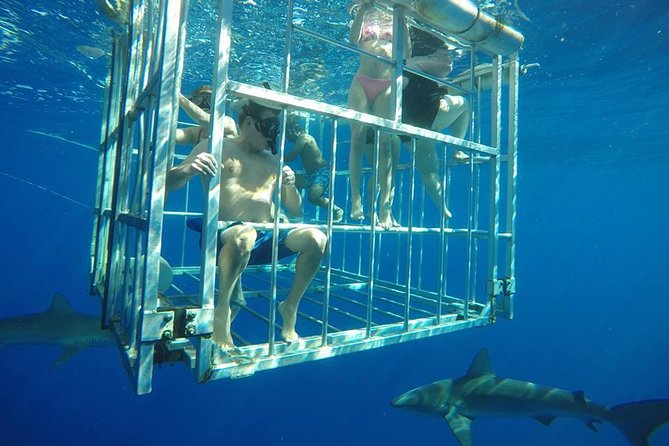 Oahu Shark Dive - Tour Inclusions and Logistics