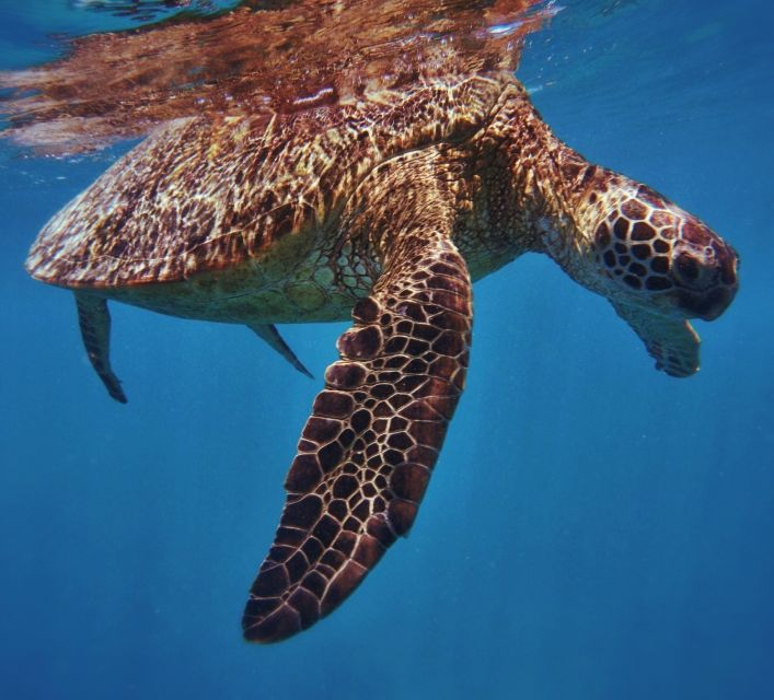 Oahu: Turtle Canyon Snorkeling Boat Tour - Tour Inclusions