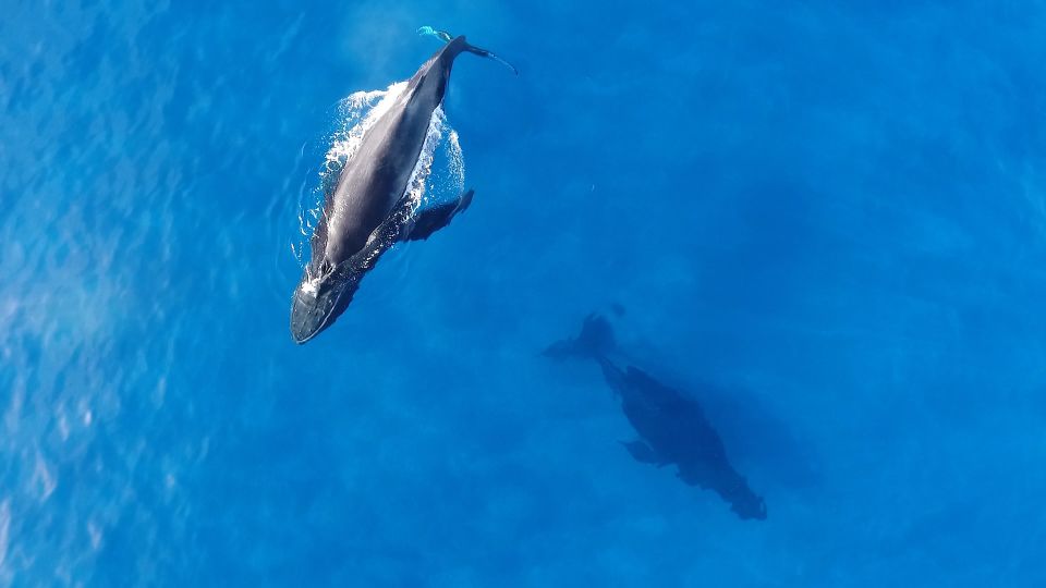 Oahu: Waikiki Whale Watching Tour-Donut and Coffee Included - Tour Details