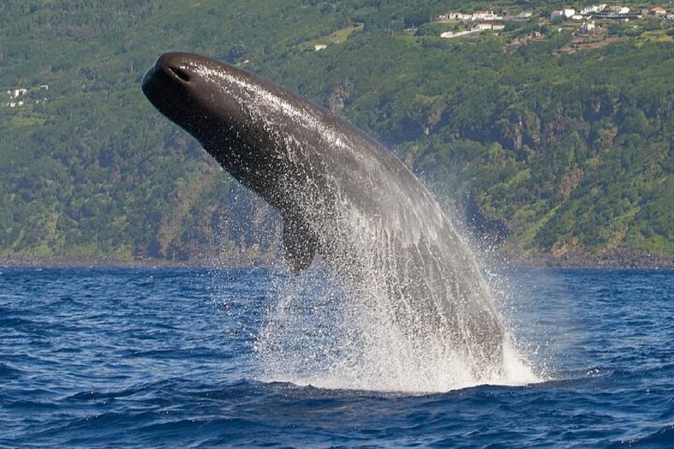 Observation of Whales and Dolphins in the Peak - Booking Information