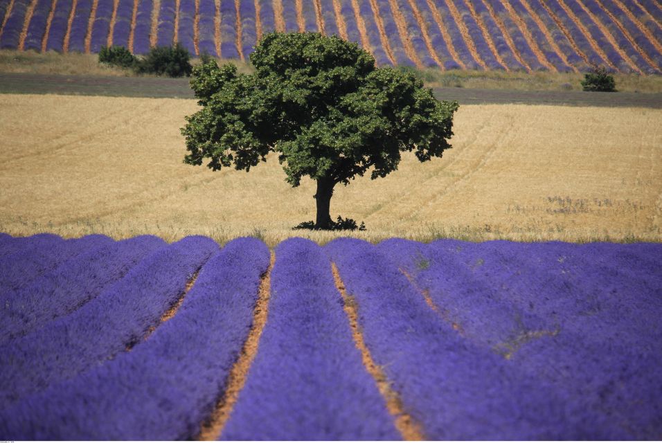 Ocean of Lavender in Valensole - LOccitane Factory Tour