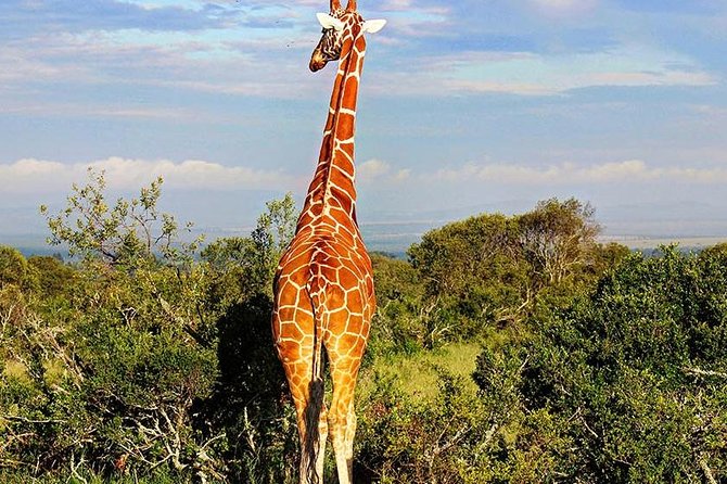 Ol Pejeta Conservancy Day Tour From Nairobi - Itinerary Highlights