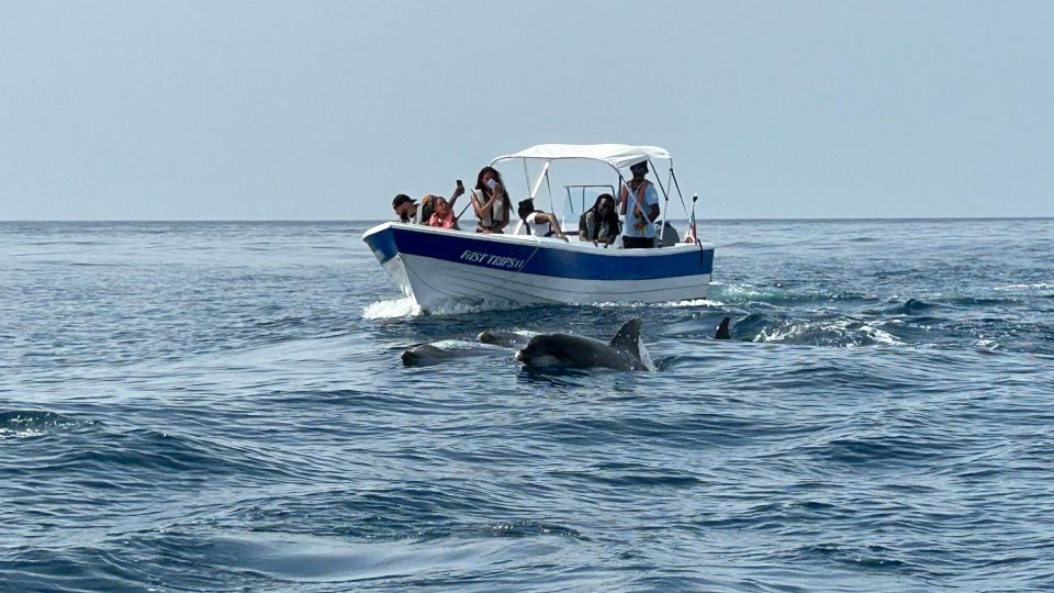 Olhão - Dolphin and Other Species Safari Watching - Whats Included