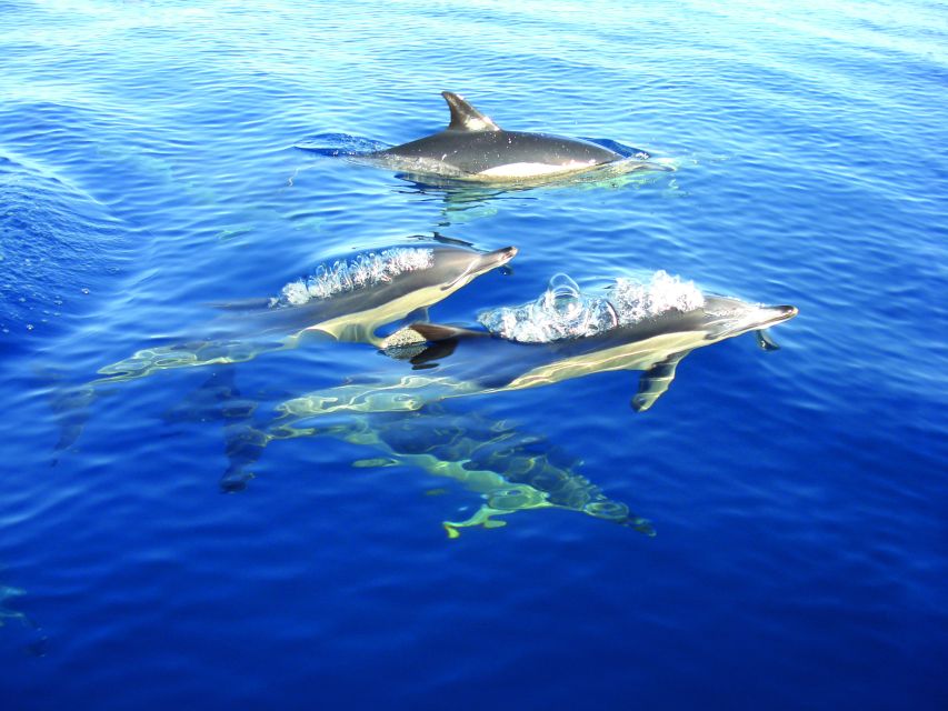 Olhão: Dolphin Observation - Experience Highlights