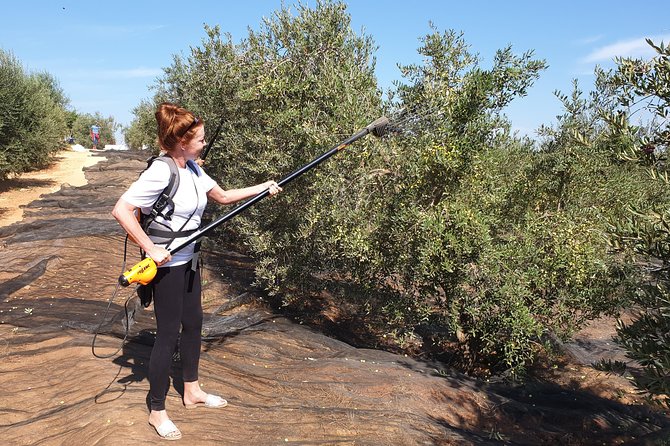 Olive Oil Farm Tour With Tasting From Seville - Exploration of the Olive Groves