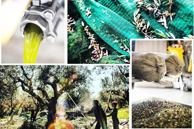 Olive Tour & Tasting - Practical Information