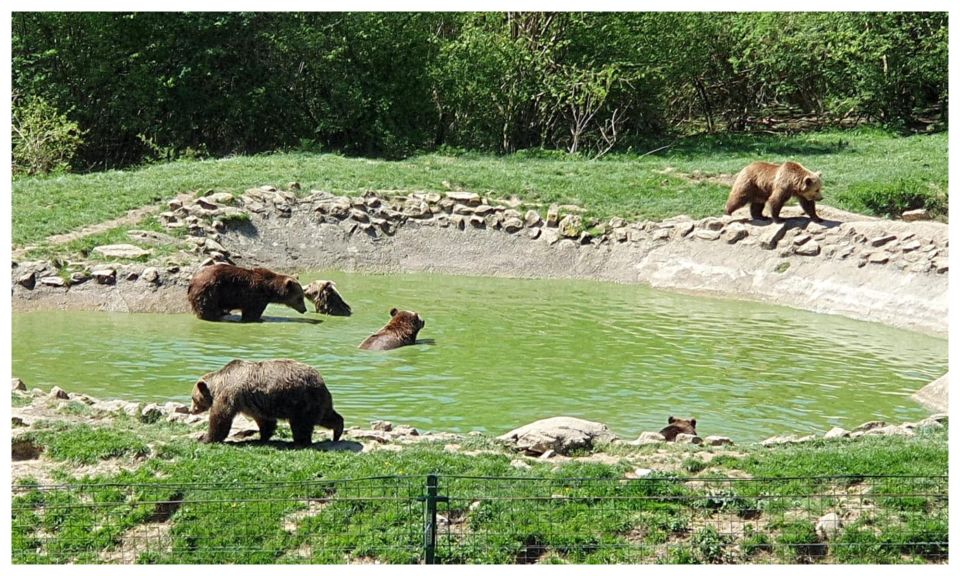 One Day Trip Bear Sanctuary, Dracula Castle, Rasnov Fortress - Bear Sanctuary Highlights