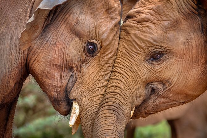 One Night (Mid-range) Amboseli National Park Safari - Schedule