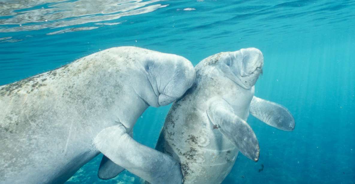 Orlando: Swim With Manatees and Homosassa State Park Visit - Inclusions