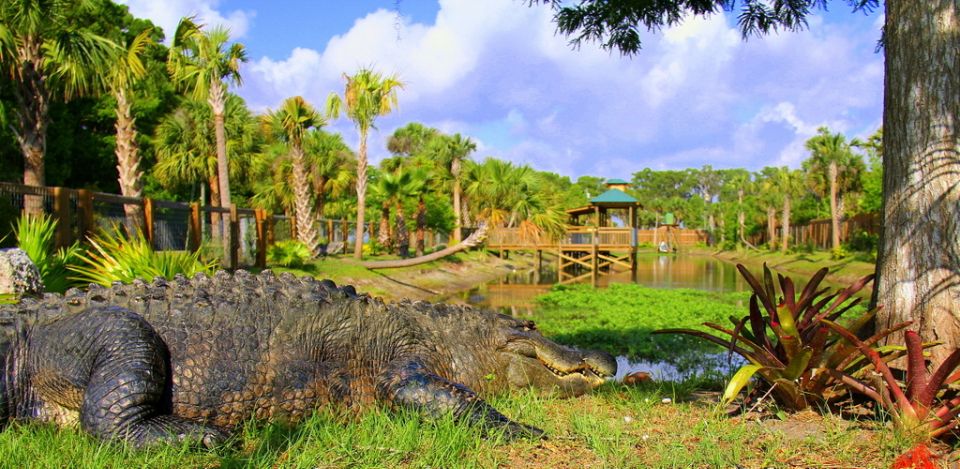 Orlando: Wild Florida Park, Gator Show & Animal Encounters - Dining Options