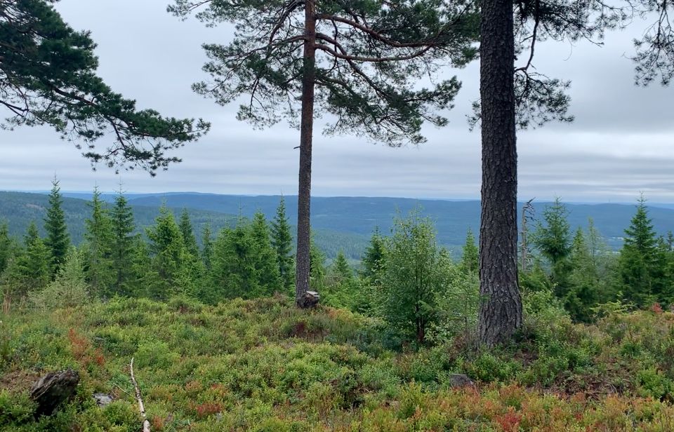 Oslo: Skjennungstoppen Wildlife Forest Hiking Tour - Guided Hike to Skjennungstua