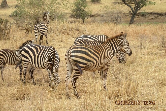 Overnight Private Safari to Masai Mara National Reserve. - Accessibility and Participation