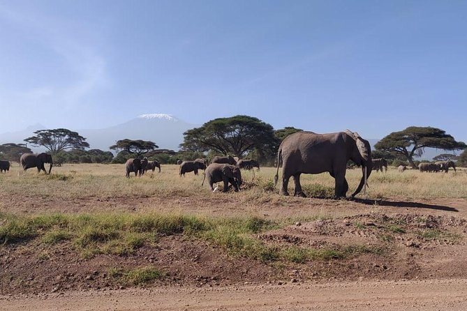 Overnight Safari to Amboseli National Park - Transportation and Accessibility