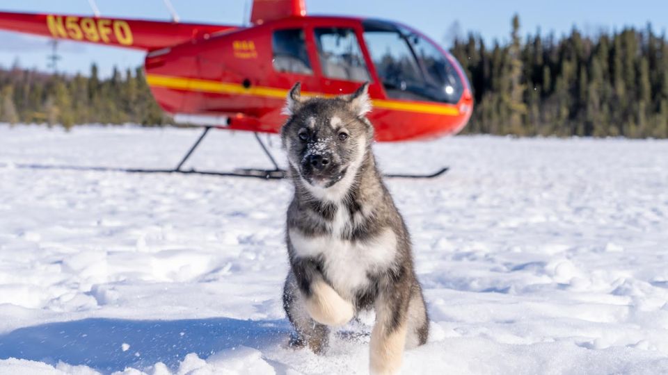 Palmer: Dogs and Glaciers Sledding and Helicopter Tour - Knik Glacier Trekking