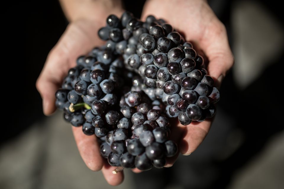 Passy-Grigny: Chocolate and Champagne Tasting Tour - Guided Tour on Champagne Making