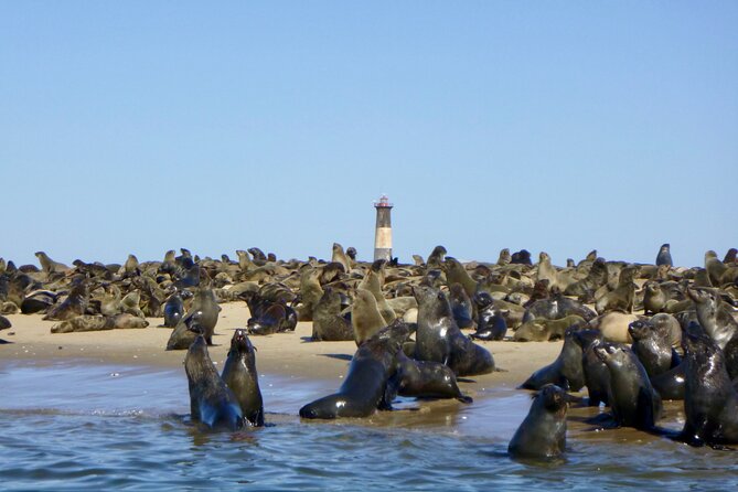 Pelican Point Kayaking Half-Day Tour - Tour Inclusions