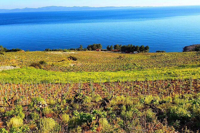 Peljesac and Ston Private Wine Tour With Tastings From Dubrovnik - Stons Medieval Charm