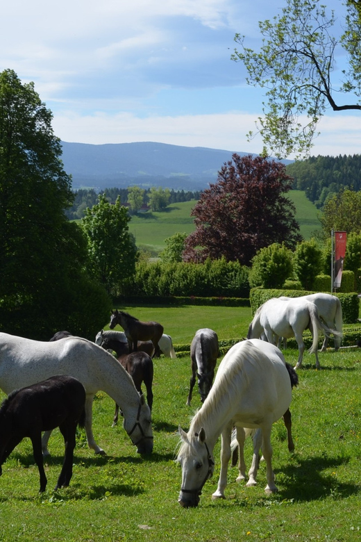 Piber: Lipizzan Stud Guided Tour - Inclusions