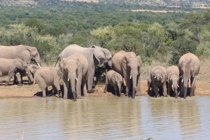 Pilanesberg and Sun City Tour - Group Size Limit