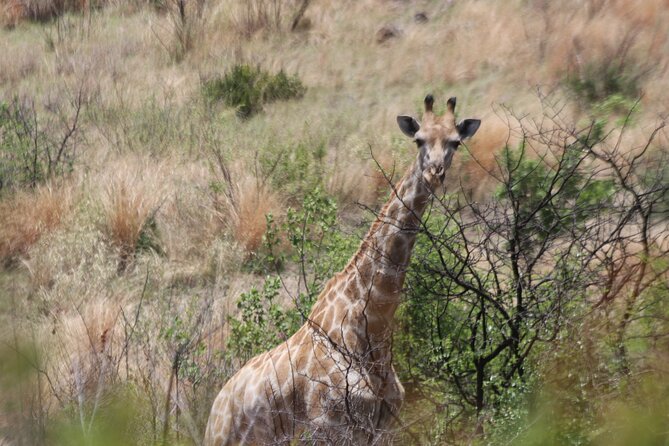 Pilanesberg Nature Reserve - Accessibility and Medical Considerations