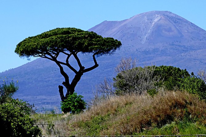 POMPEI TOUR Half Day - Departure From NAPLES Center (Entrance Ticket Included) - Accessibility and Participants