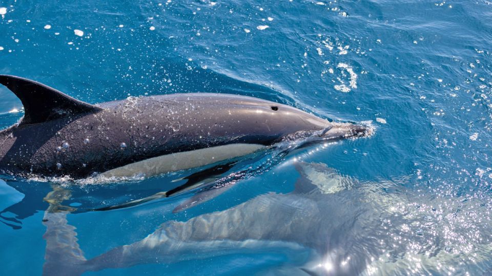 Portimão: Dolphin Watching Tour With Marine Biologist - Duration and Languages