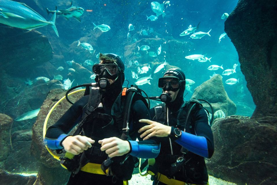 Porto Moniz: Diving With Sharks and Rays in Madeira Aquarium - Dive Inclusions