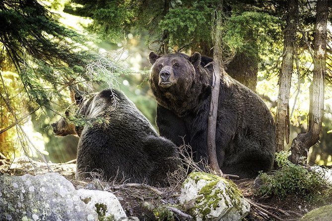 Post-Cruise Shore Excursion: Capilano Suspension Bridge & Grouse Mountain - Wildlife Spotting Opportunities