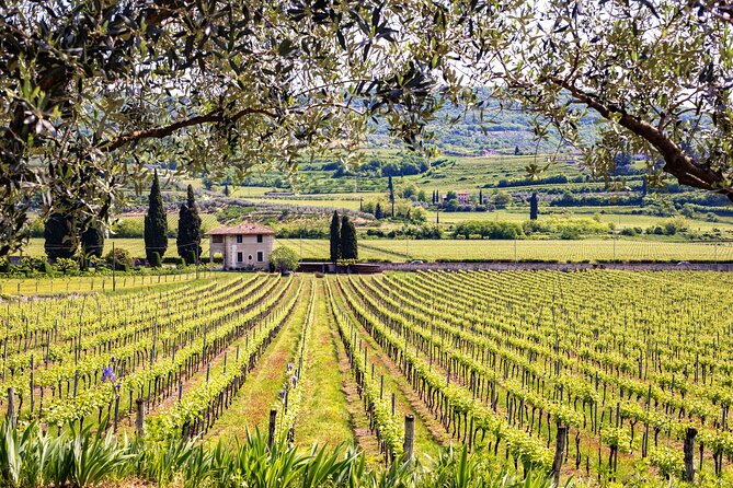 Private Frascati Day Trip With Lunch & Wine Tasting in a Vineyard - Wine Tasting Experience