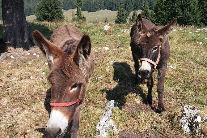 Private Full-Day Hiking Tour in Piatra Craiului National Park - Customizable Experience and Flexibility