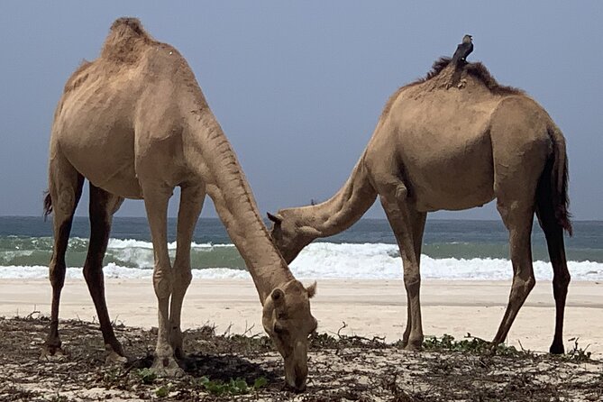 Private Guided Tour to West Beaches of Salalah - Air-conditioned Comfort