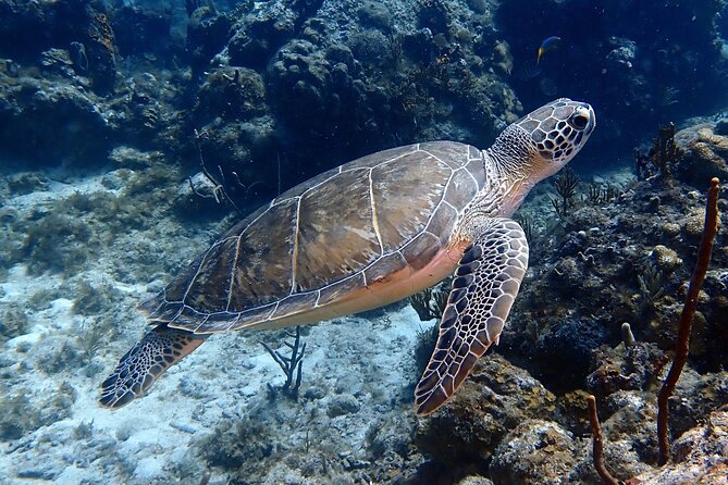 Private Half-Day Guided Snorkeling Charter in St. Thomas - Arrival by Cruise Ship Considerations