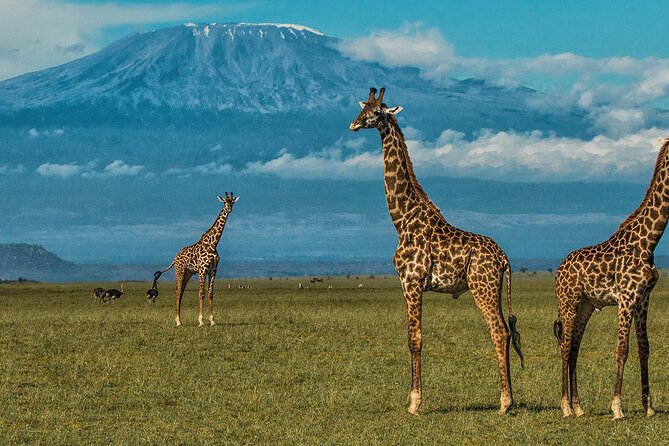 Private Safari Day-Tour in Amboseli National Park - Group Size