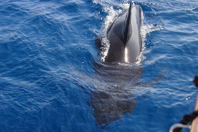 Private Sailing - Dolphin Experience From Estepona - Drink & Food - Additional Information