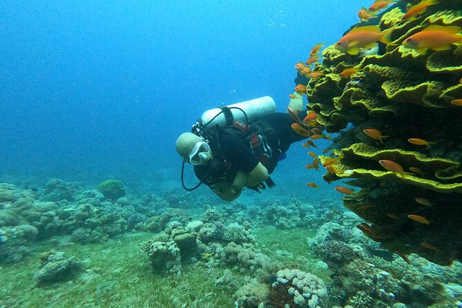 Private Scuba Diving Adventure in the Red Sea of Aqaba - Accessibility and Requirements