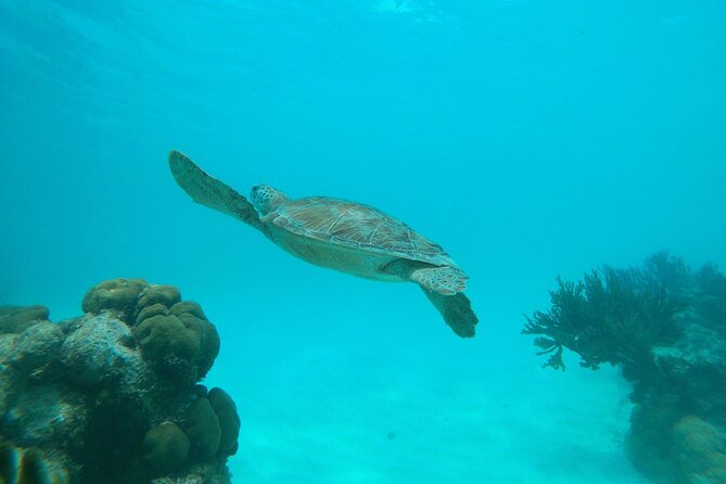 Private Snorkel With 2 Stops in Aruba - Eco-Friendly! - Personalized and Eco-Friendly Experience