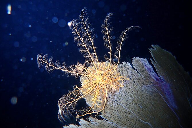 Private Sunset Charter + Guided Night Snorkeling in St Thomas - Meeting and Transportation