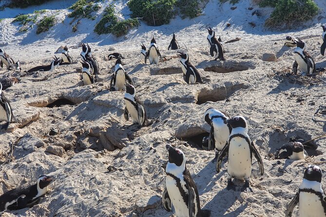 Private Tour Cape of Good Hope & Penguins Sightseeing Full Day - Tour Logistics