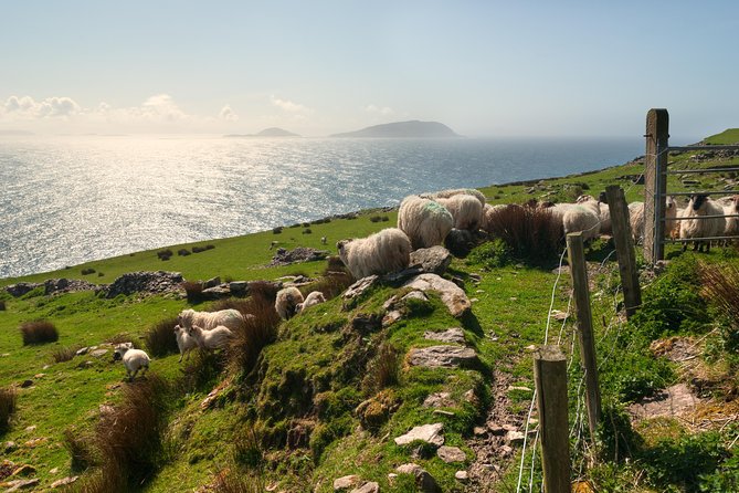 Private Tour: Dingle Peninsula From Kerry. Waterville, Tralee Etc - Discovering Blasket Centre