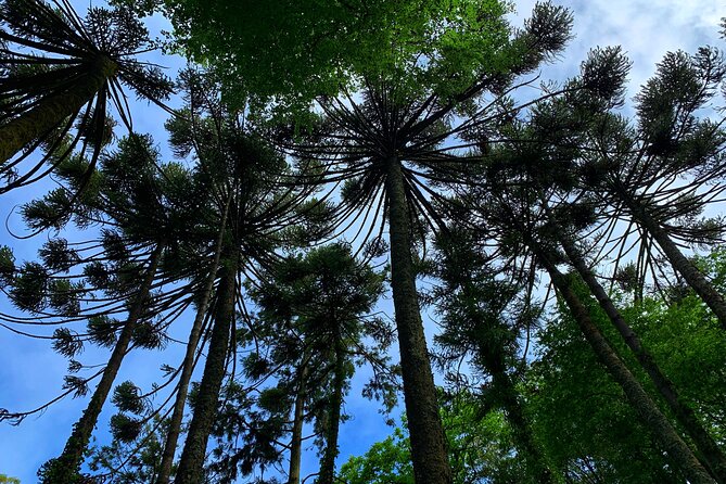 Private Tour: Discover the Magic of Sintra - Quinta Da Regaleira Exploration