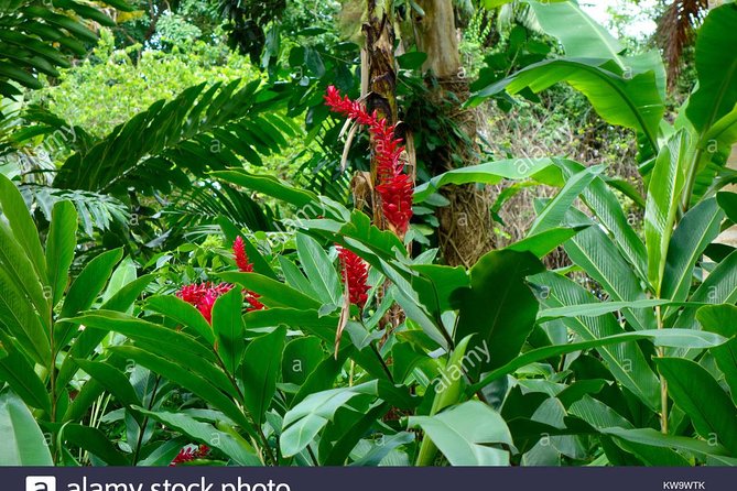 Private Tour From Ocho Rios To Konoko Falls And Garden and Shopping - Inclusions and Costs